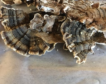 Turkey Tail Mushroom Fall 2025 forest picked washed and dried 4 oz