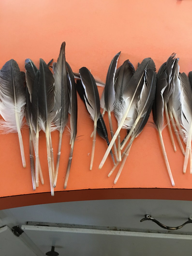 20 Hawk Feathers 6 to 8 inch long