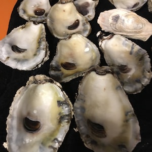 May include: A collection of oyster shells, some with a light brown interior and others with a white interior. The shells are arranged on a black surface.