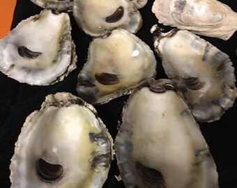 12 Large Oyster Shells 3  to  4 inch long Shells  Crafts