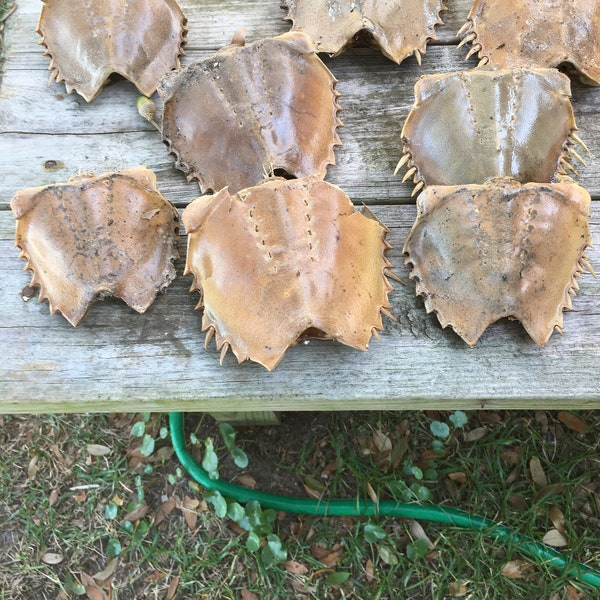 Horseshoe Crab Carapaces lot of 8