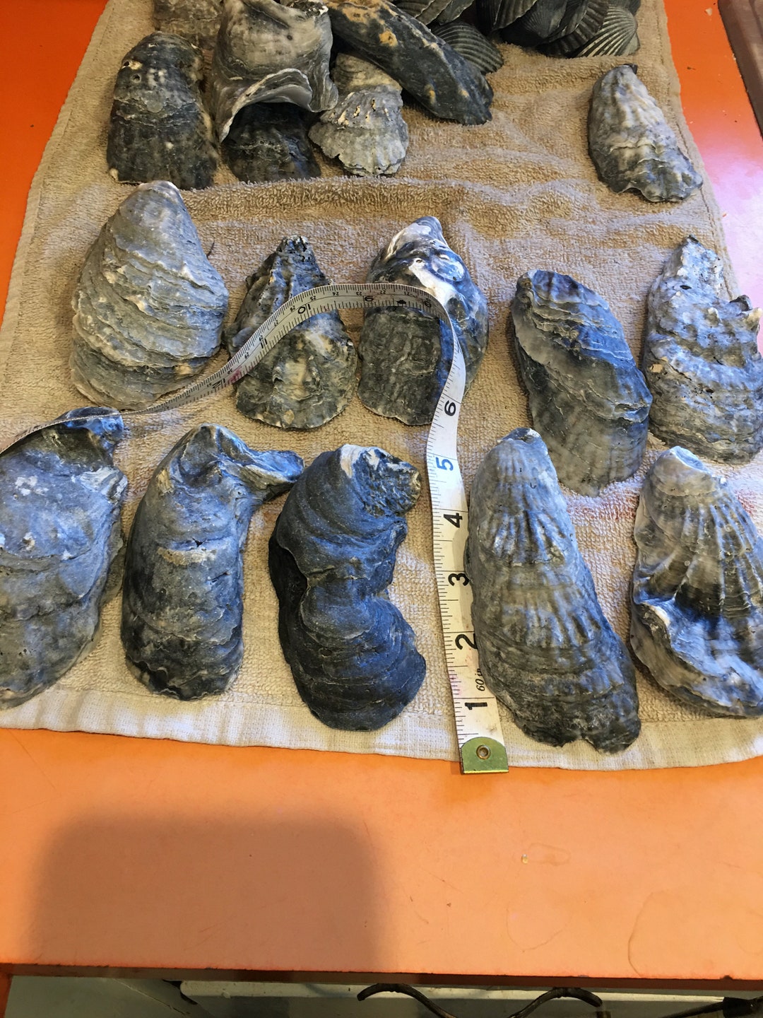 Large Atlantic Blue Gray Oyster Shells 10 PC Lot - Etsy