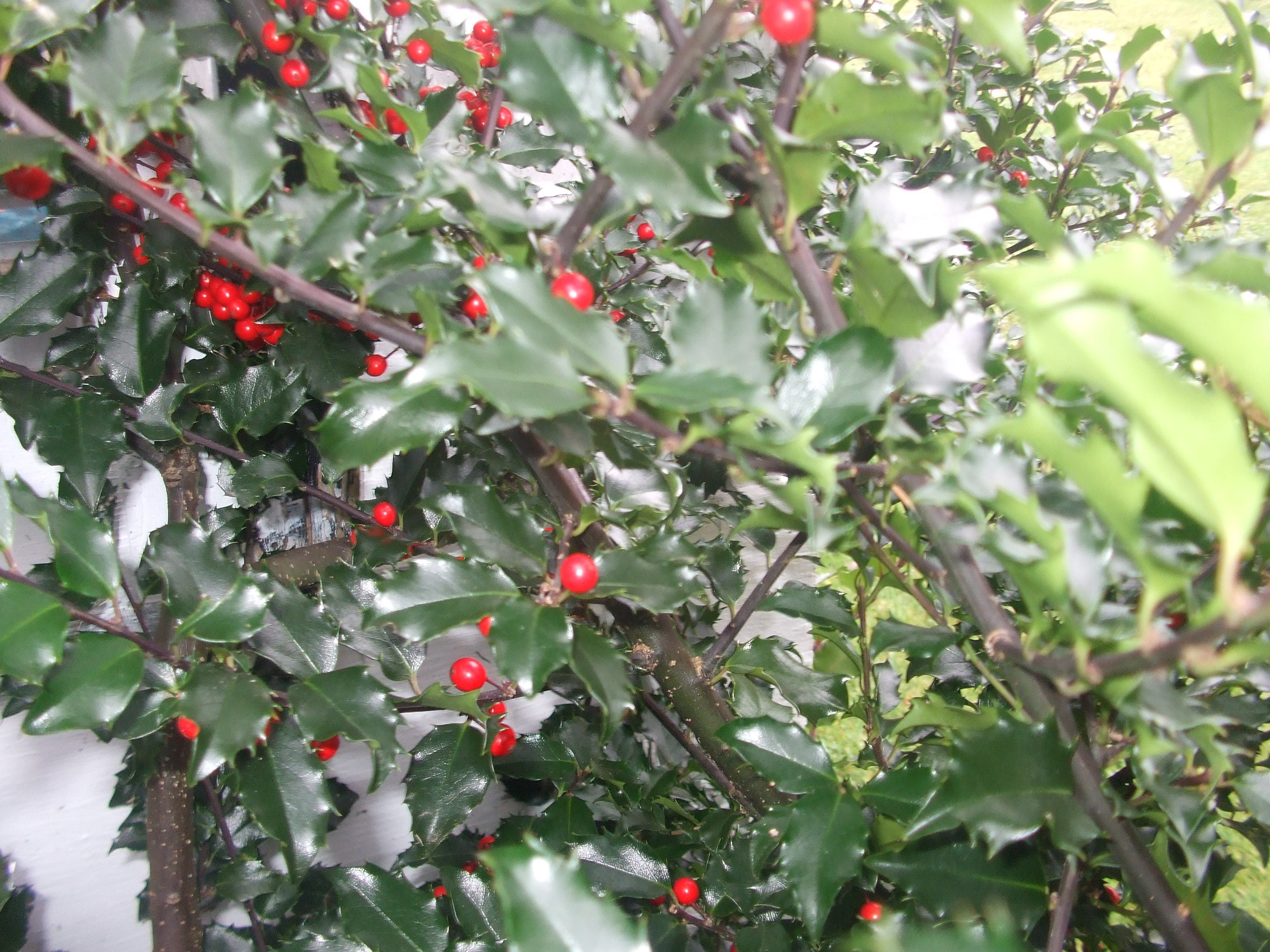 Fresh Cut Holly Branch with Berries Centerpieces Floral Etsy