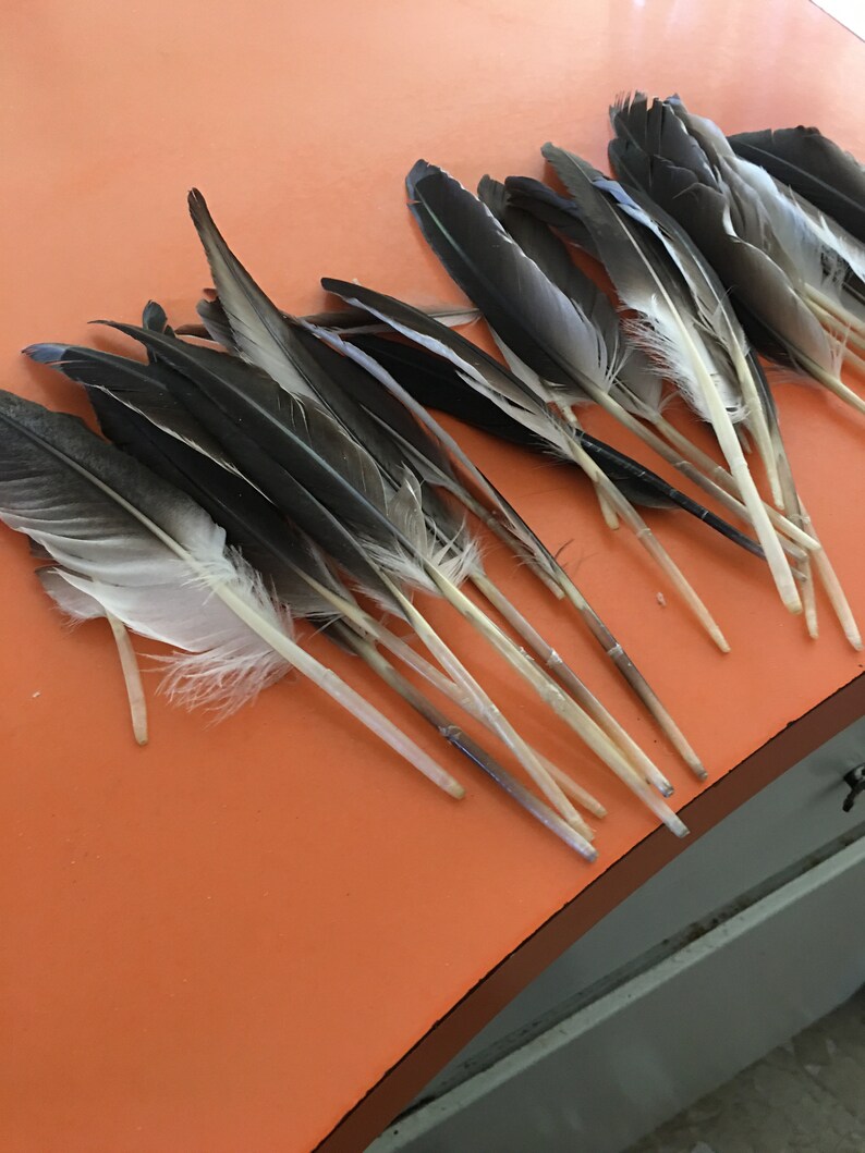 20 Hawk Feathers 6 to 8 inch long