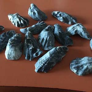 Blue/Charcoal  Oyster Shells 50 PC  3  to 4 inchwith Free 2 mystery Beach Shells