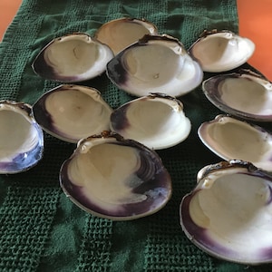 May include: A collection of empty clam shells with a white interior and a dark purple rim. The shells are arranged on a dark green, textured cloth, with an orange background.