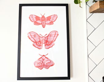 Framed Moth Print