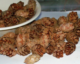 Hickory Mini Pinecones