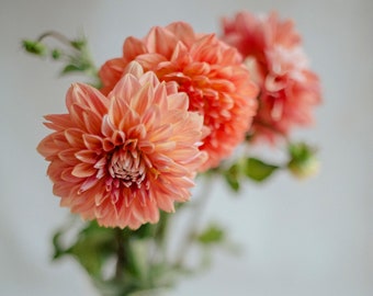 5"x5", Dreamy Floral Photography, Dahlia Flora Art, Dahlia Floral Photography, Floral Home Decor