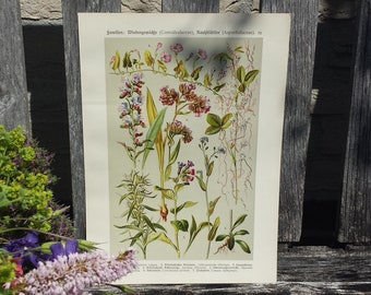 Botanical print of Bindweed and other plants, antique German