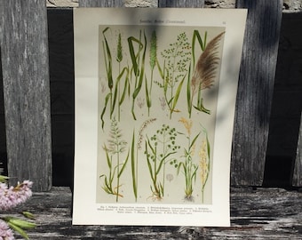 Botanical print of Gramineae - Grasses, flower print, flower litho
