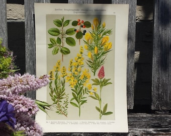 Botanical print of Rhamnacea and Leguminosae, flower print, flower litho