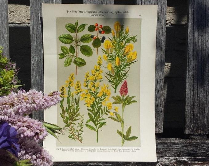 Botanical print of Rhamnacea and Leguminosae, flower print, flower litho