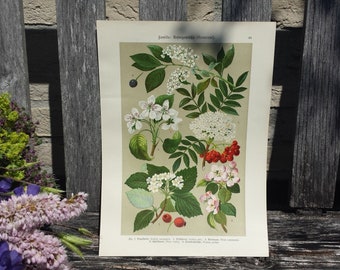 Botanical print of Rosaceae, flower print, flower litho