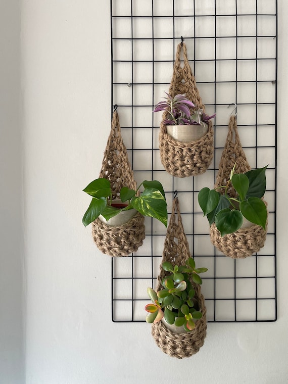 hanging fern plant Hanging Button Fern 24"  Palm Bungalow