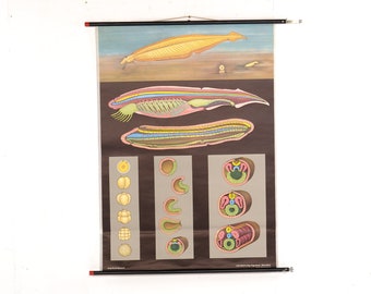 Chart "Lancet fish" Hagemann, Germany, vintage, paper on canvas, ca 1960