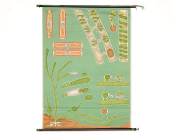 Chart "Algae" Hagemann, Germany, vintage, paper on canvas, ca 1960