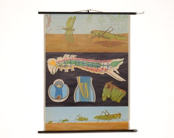 Chart "Locust" Hagemann, Germany, vintage, paper on canvas, ca 1960