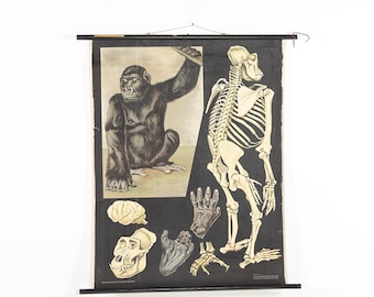 Chart "Gorilla", Germany, vintage, paper on canvas, ca 1960