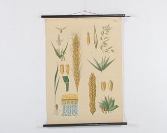 Chart "Rye, Harbor, Wheat" Westermann Germany, vintage, paper on canvas, ca 1960