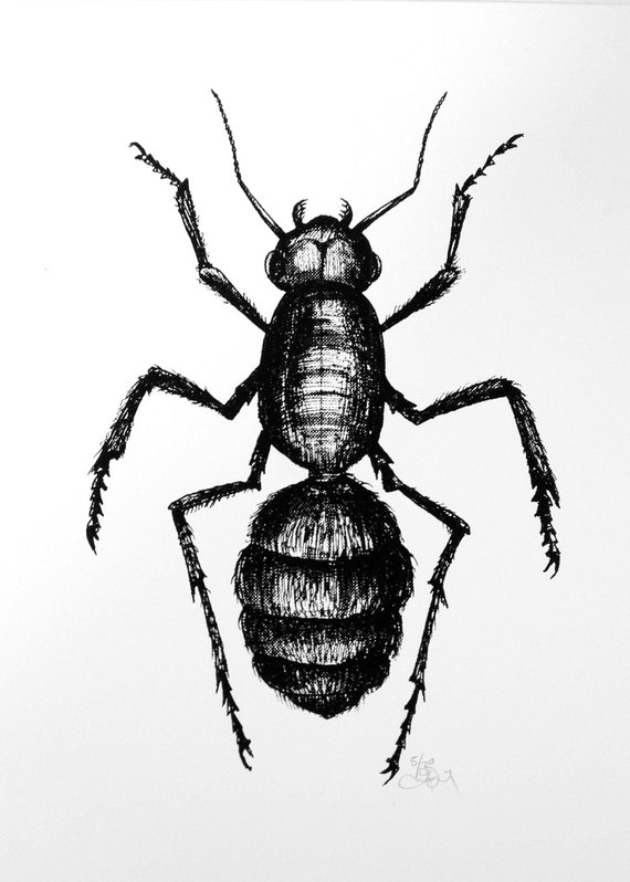 Thirteen Bugs Hand Pulled Small Batch Screen Prints Etsy