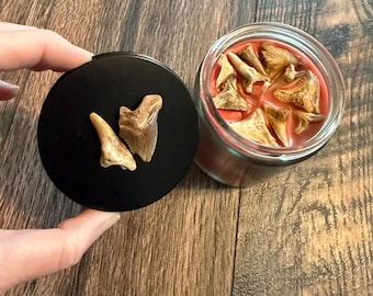 Shark tooth candle, snaggletooth shark, shark teeth candle, fossil shark tooth, shark tooth, fossil candle, fossil, shark candle, apple cand