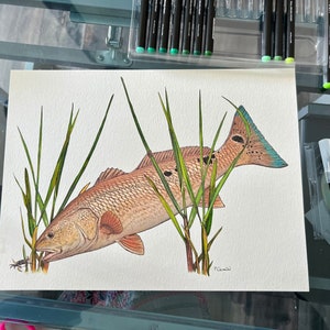 レッドフィッシュの絵画、レッドフィッシュの水彩画、レッドドラムの絵画、レッドドラムの絵、魚の水彩画、オリジナルの水彩画、レッドフィッシュの尾、雄牛の赤