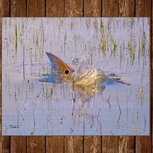 Redfish tailing: redfish on the flats, redfish painting, red drum painting, redfish tailing painting, redfish art, bull red, fly fishing art