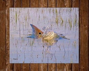 Redfish tailing: redfish on the flats, redfish painting, red drum painting, redfish tailing painting, redfish art, bull red, fly fishing art