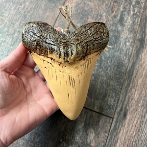 Enfeite de dente de megalodon, dente de megalodon, enfeite de megalodon, enfeite de tubarão, enfeite de dente de tubarão, enfeite de dinossauro, ornamento de paleontologia
