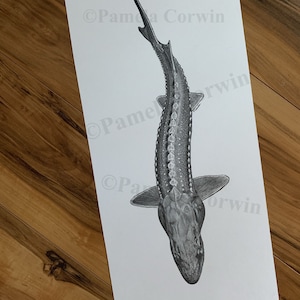sturgeon drawing, white sturgeon art, white sturgeon drawing, sturgeon fishing, sturgeon art, fly fishing art, fly fishing decor, fish print