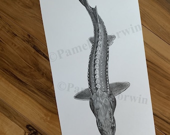 sturgeon drawing, white sturgeon art, white sturgeon drawing, sturgeon fishing, sturgeon art, fly fishing art, fly fishing decor, fish print