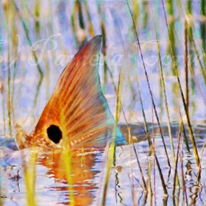 Redfish tailing on the flats: redfish tailing art, redfish painting, red drum tailing, spottail bass, redfish on canvas, redfish print, reds