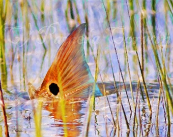 Redfish tailing on the flats: redfish tailing art, redfish painting, red drum tailing, spottail bass, redfish on canvas, redfish print, reds