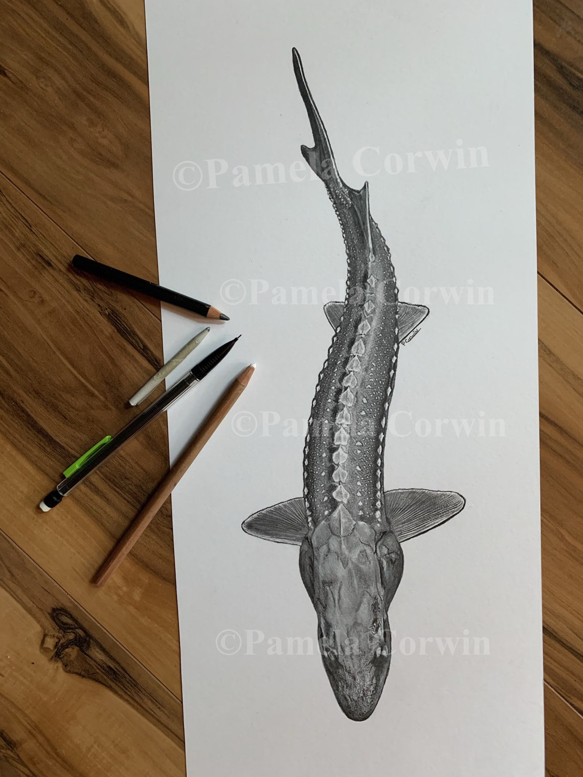 Sturgeon Drawing White Sturgeon Art White Sturgeon Drawing Etsy