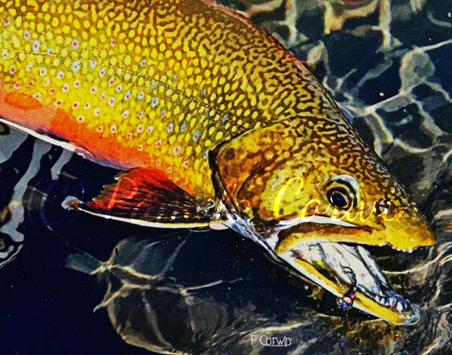 Brook Trout Art: Brook Trout Colored Pencil Print, Brook