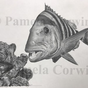 Schafkopf Zeichnung Schafkopf Druck Schafskopf Fisch Etsy
