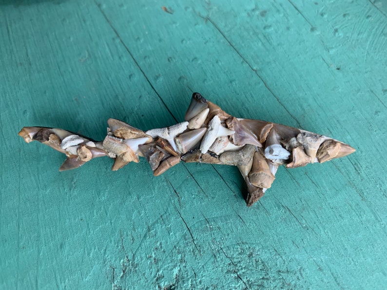 Shark pin fossilized shark teeth shark brooch shark teeth etsy