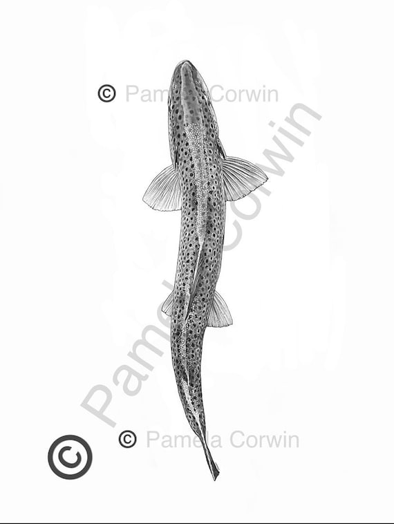 Brown Trout Drawing, Brown Trout Print, Trout Drawing, Trout Art