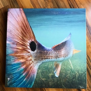 Bull Redfish painting: redfish art on canvas, red drum, redfish painting, redfish tail, tailing redfish, channel bass, spottail bass, red