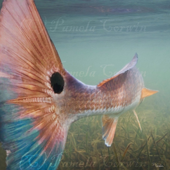 Redfish tail deals