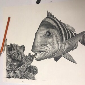 Sheepshead Art: Sheepshead Drawing, Sheepshead Fishing, Sheepshead ...