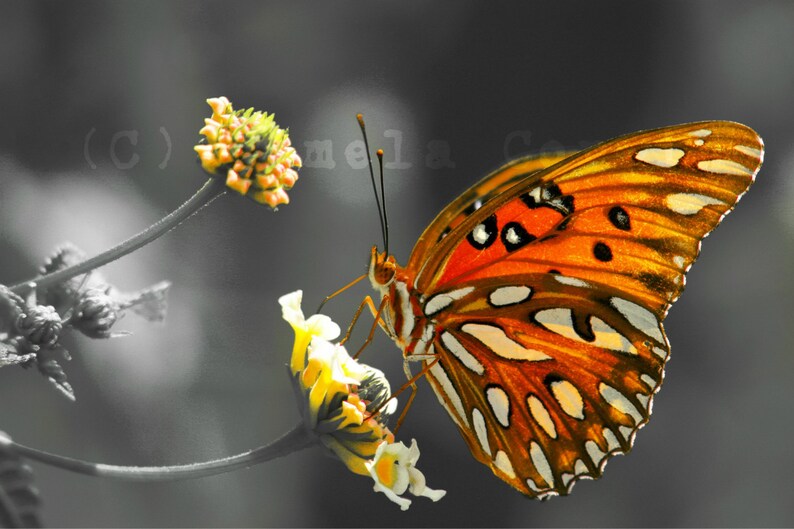 Butterfly art: black white orange butterfly pop of color | Etsy