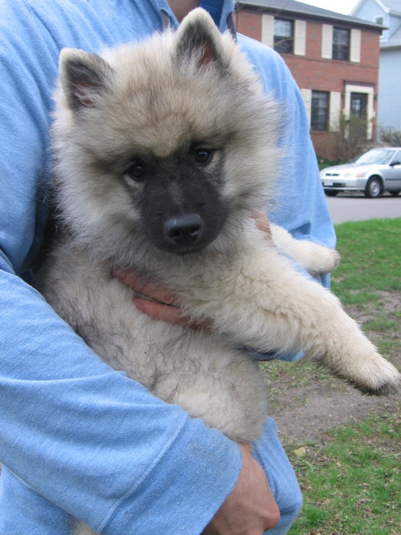 Keeshond Puppy Phone Case Wallet Keeshond Puppy Phone Case Wallet