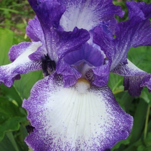 Photo greeting card--Purple iris tinged with white