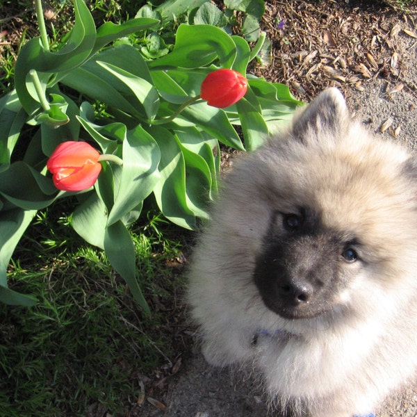 Photo greeting card--Keeshond puppy w. red tulips