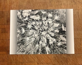 Dried Queen Anne’s Lace - a Black and White Photograph 5x7