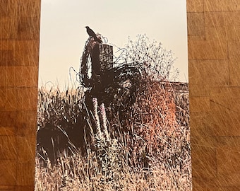 Bird on Fence Post Photograph 5x7