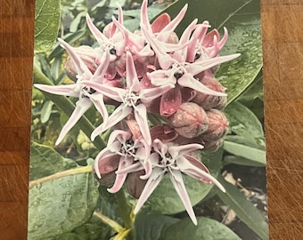 Flowering Milkweed 5x7