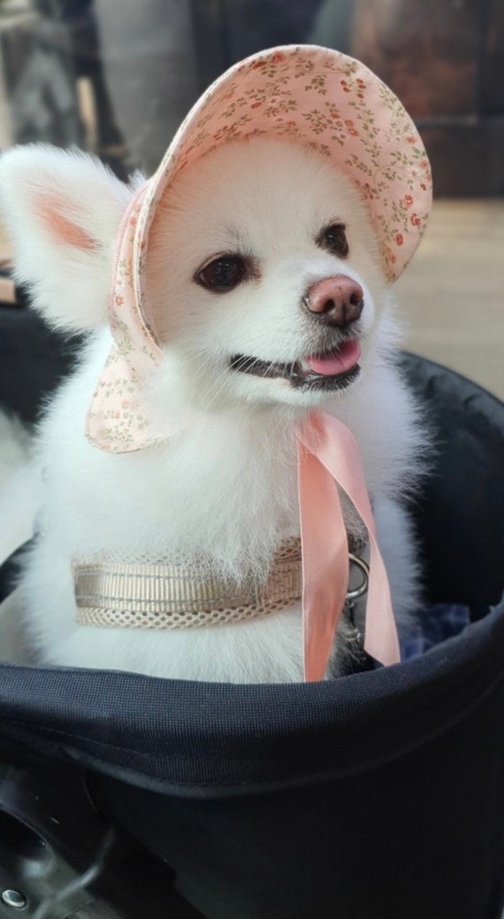 Hunde-Abschlussoutfit – Kappe Mit Quaste & Smokinghalsband Für Deinen Vierbeinigen Absolventen